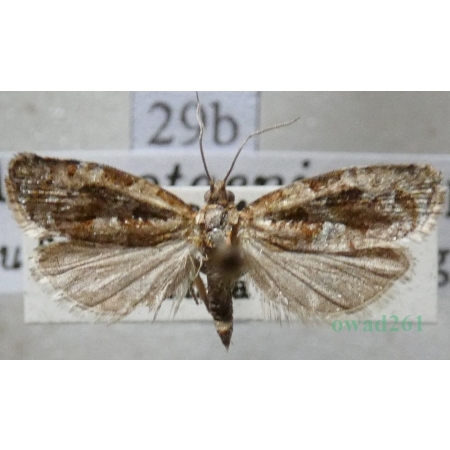 Argyrotaenia ljungiana (Thunberg, 1797) Zwójka siewkóweczka Czech29b